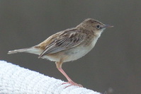 Cisticola juncidis